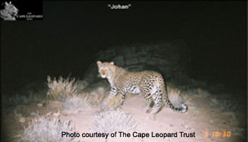 Cape Leopard 1